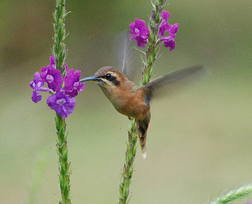 Stripe-throated hermit